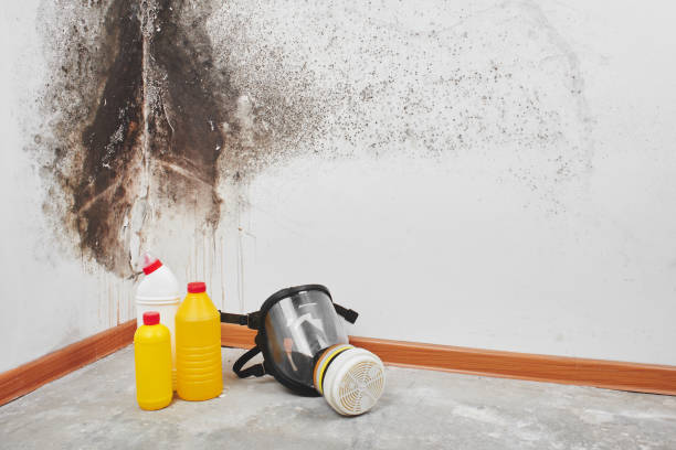 Best Professional Mold Removal  in Sweeny, TX