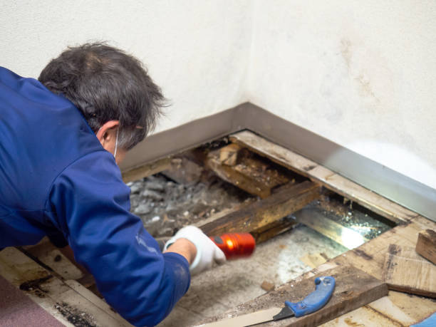 Best Home Mold Removal  in Sweeny, TX