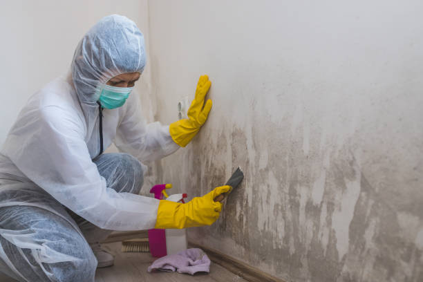 Mold Removal and Inspection in Sweeny, TX