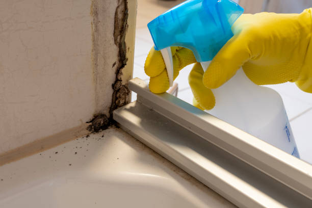 Best Toxic Mold Removal  in Sweeny, TX