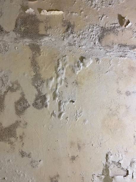 Best Emergency Mold Removal  in Sweeny, TX