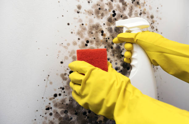 Best Affordable Mold Removal  in Sweeny, TX