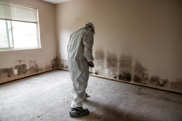 Best Office Mold Removal Services  in Sweeny, TX