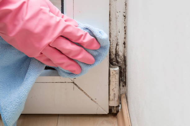 Best Black Mold Removal  in Sweeny, TX
